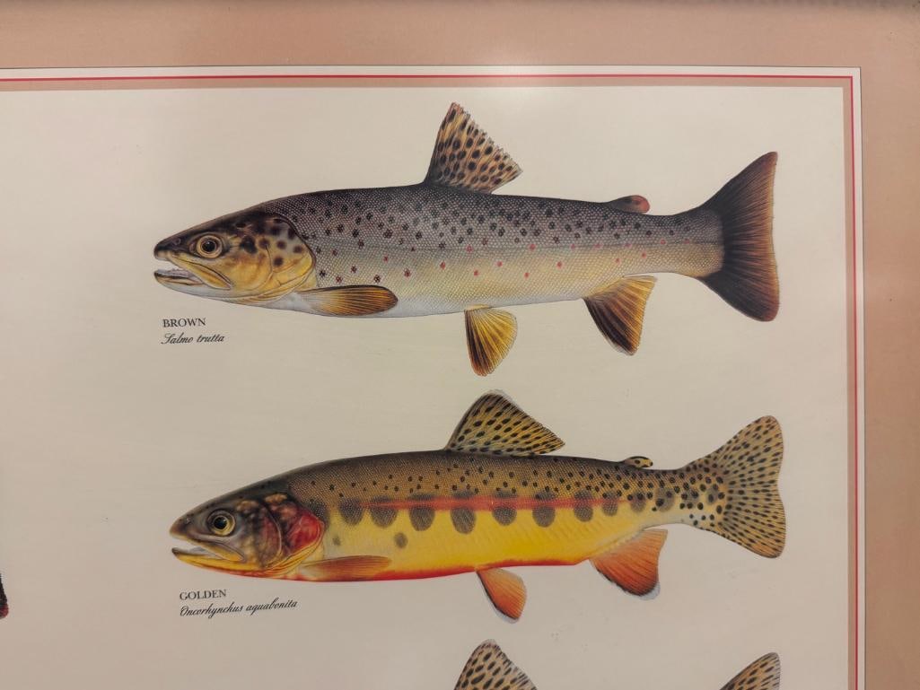 JOSEPH TOMELLERI CLASSIC TROUT POSTER AND IDENTIFICATION CHART - 9