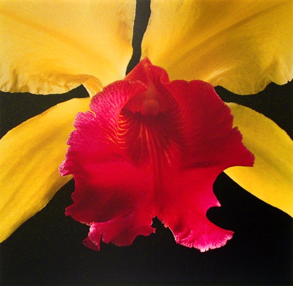 095: ROBERT MAPPLETHORPE (AMERICAN, 1946 - 1989): Artist: ROBERT MAPPLETHORPE (AMERICAN, 1946 - 1989) Title: Orchid Medium/Date: Vintage dye transfer print, 1988 Edition 1/5 Size: 20 x 20 inches 50.8 x 50.8 cm Signed: Estate stamped and numbered on