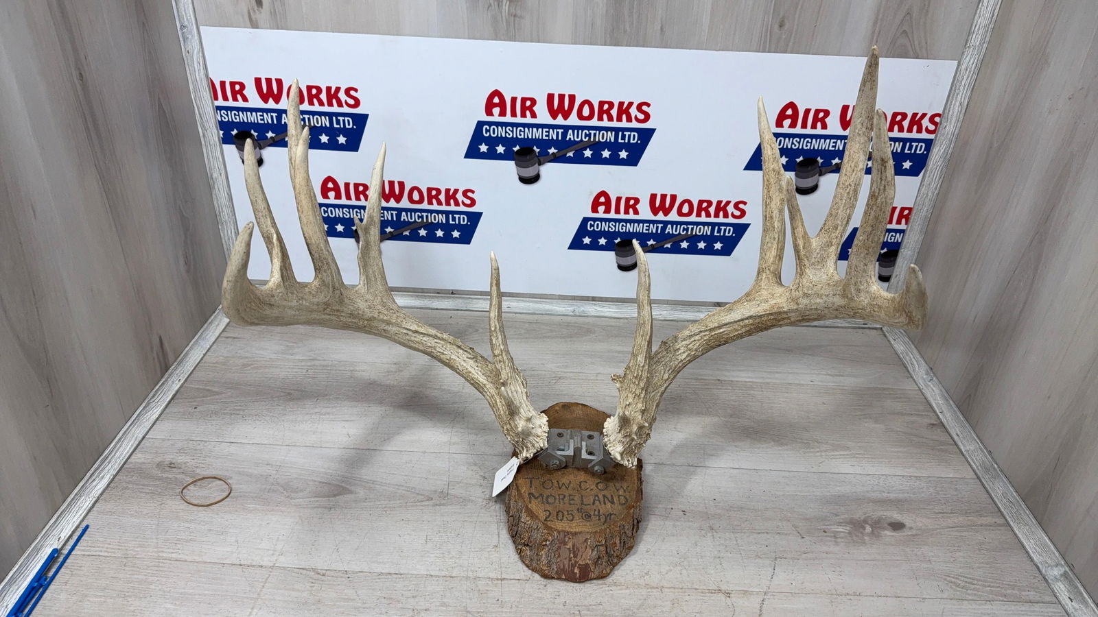 TROPHY DEER ANTLERS 204": Load-out Pick up for all online purchases for Antiques & collectibles is Monday, Tuesday, Wednesday, February 23rd, 24th, 25th At our shipper's location. We do offer shipping on all items shippable wi
