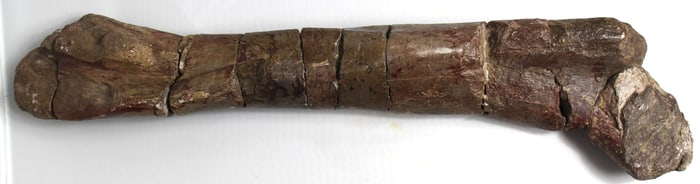 Hadrosaur Leg Bone Fossil