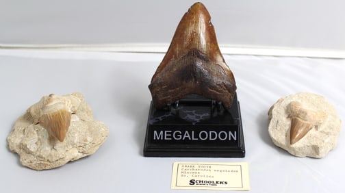 3 Pieces of Megalodon Shark Tooth Fossils