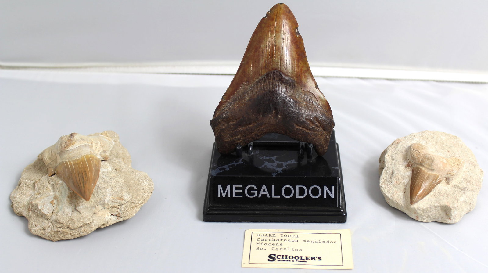 3 Pieces of Megalodon Shark Tooth Fossils: 3 pieces of Megalodon Shark Tooth Fossils. The Megalodon tooth with stand comes with label. The measurements for the first megalodan tooth are 5.5" tall including stand x 3.5" wide (just the tooth is