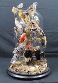 Victorian Taxidermy Bird Grouping in Round Dome Display