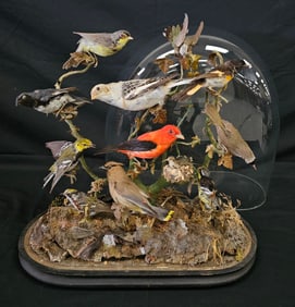 Victorian Taxidermy Bird Grouping in Oval Dome Display