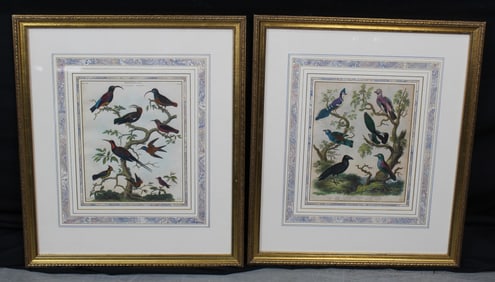 Pair of Ornithology Hand Colored Bird Engravings