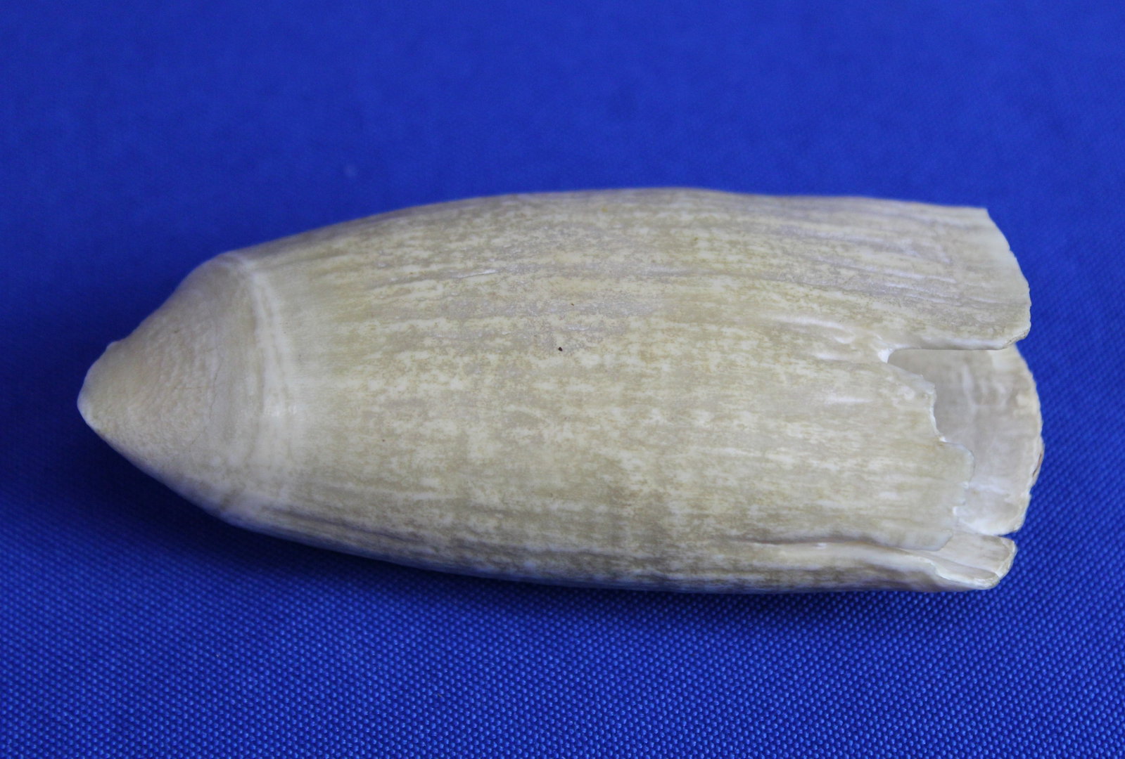 Two whale teeth - 10