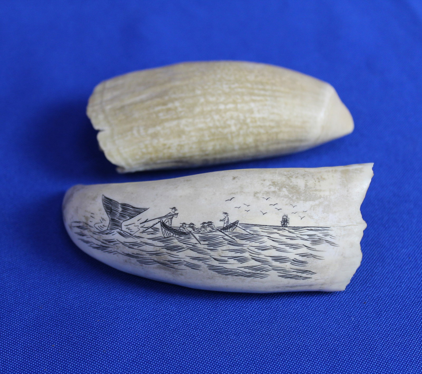 Two whale teeth (1 of 10)