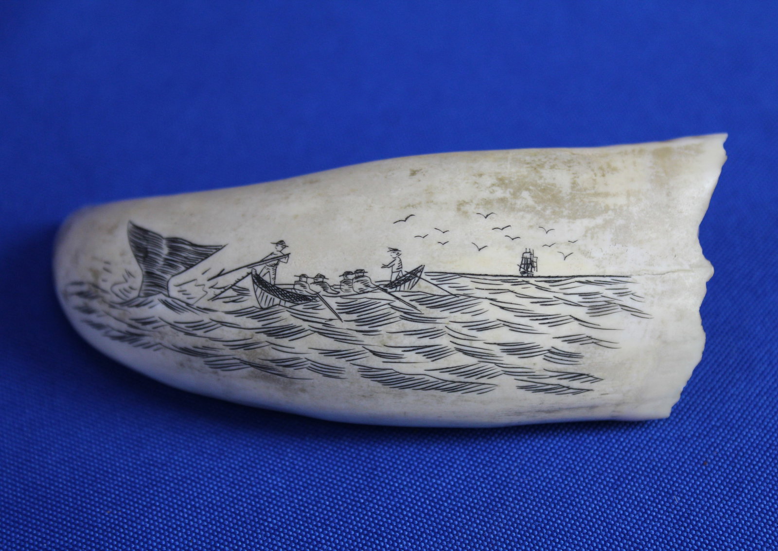 Two whale teeth - 2