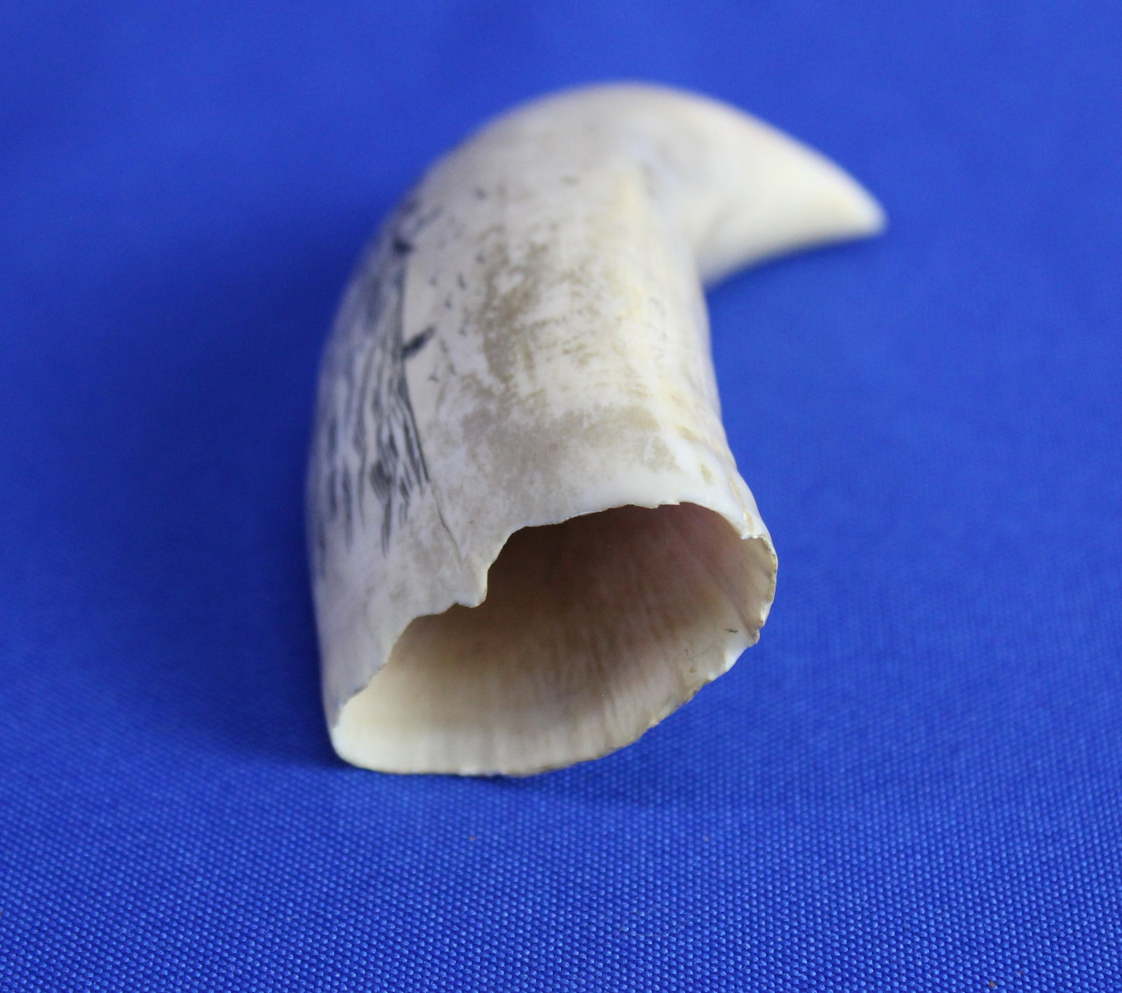 Two whale teeth - 3