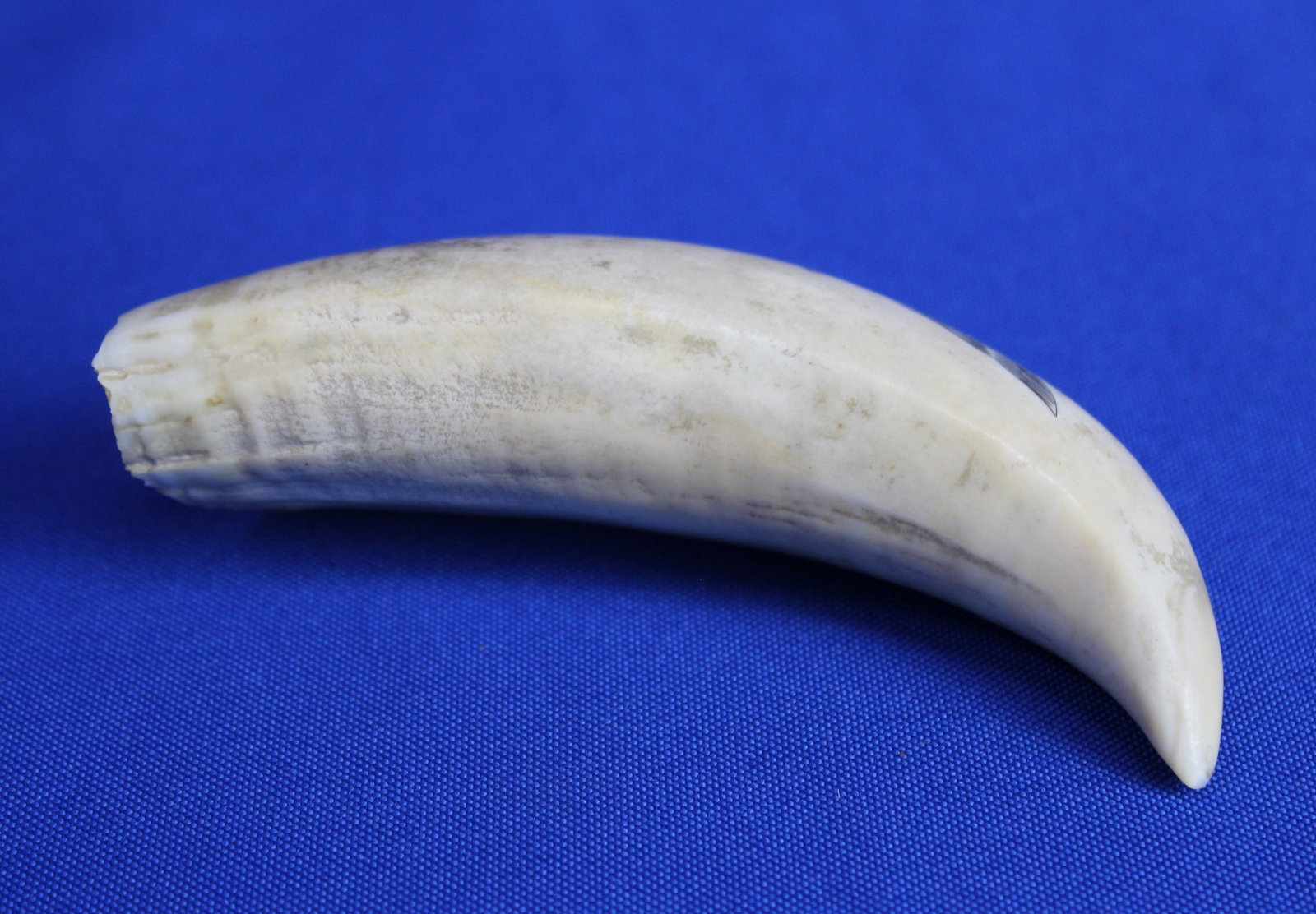 Two whale teeth - 4