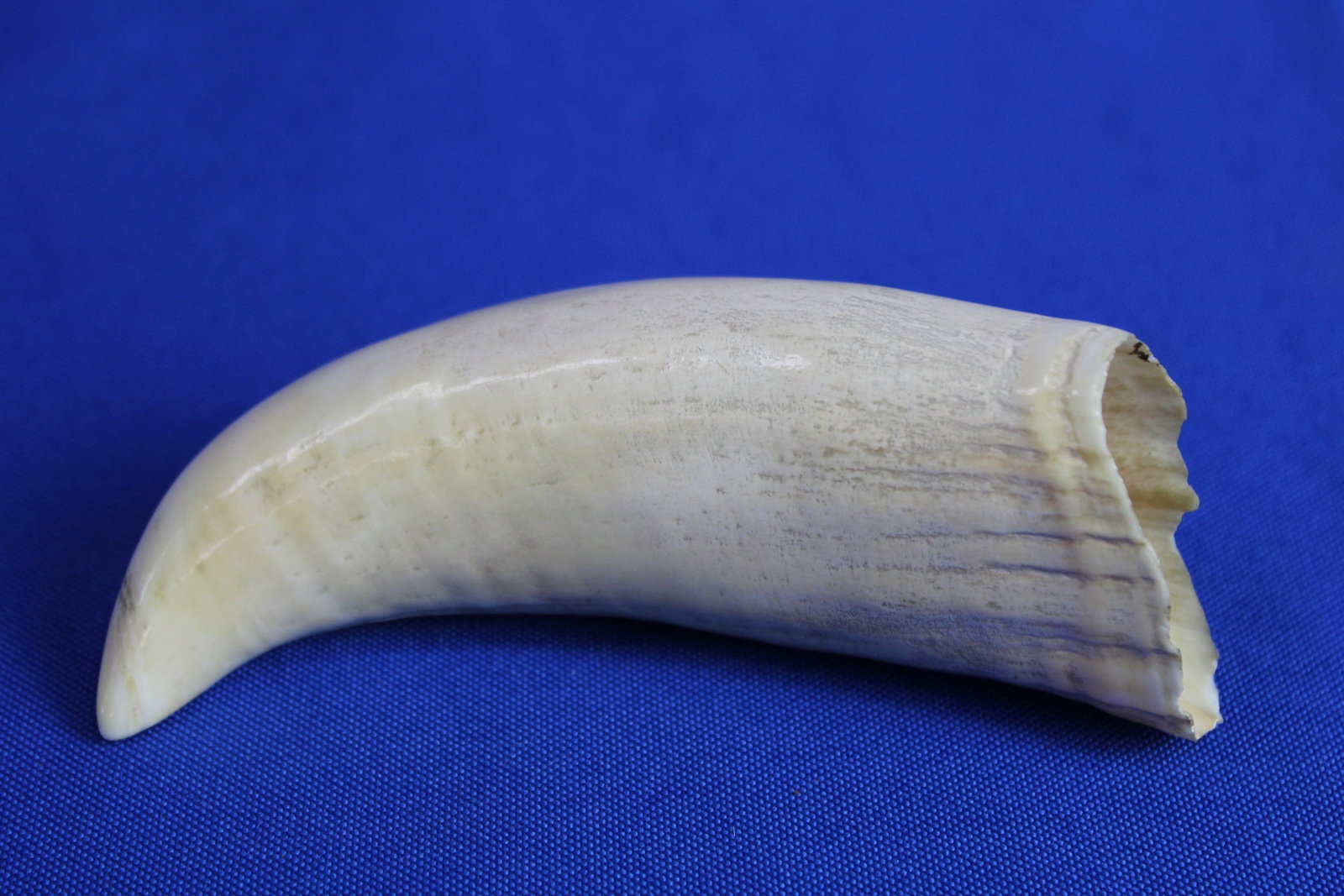 Two whale teeth - 5