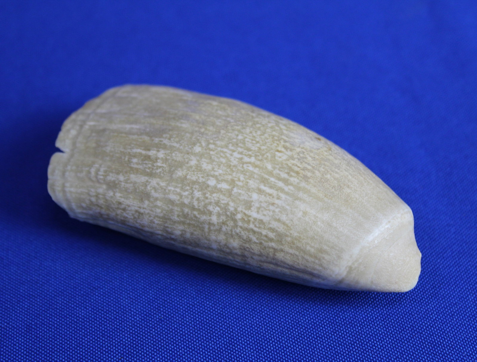 Two whale teeth - 6