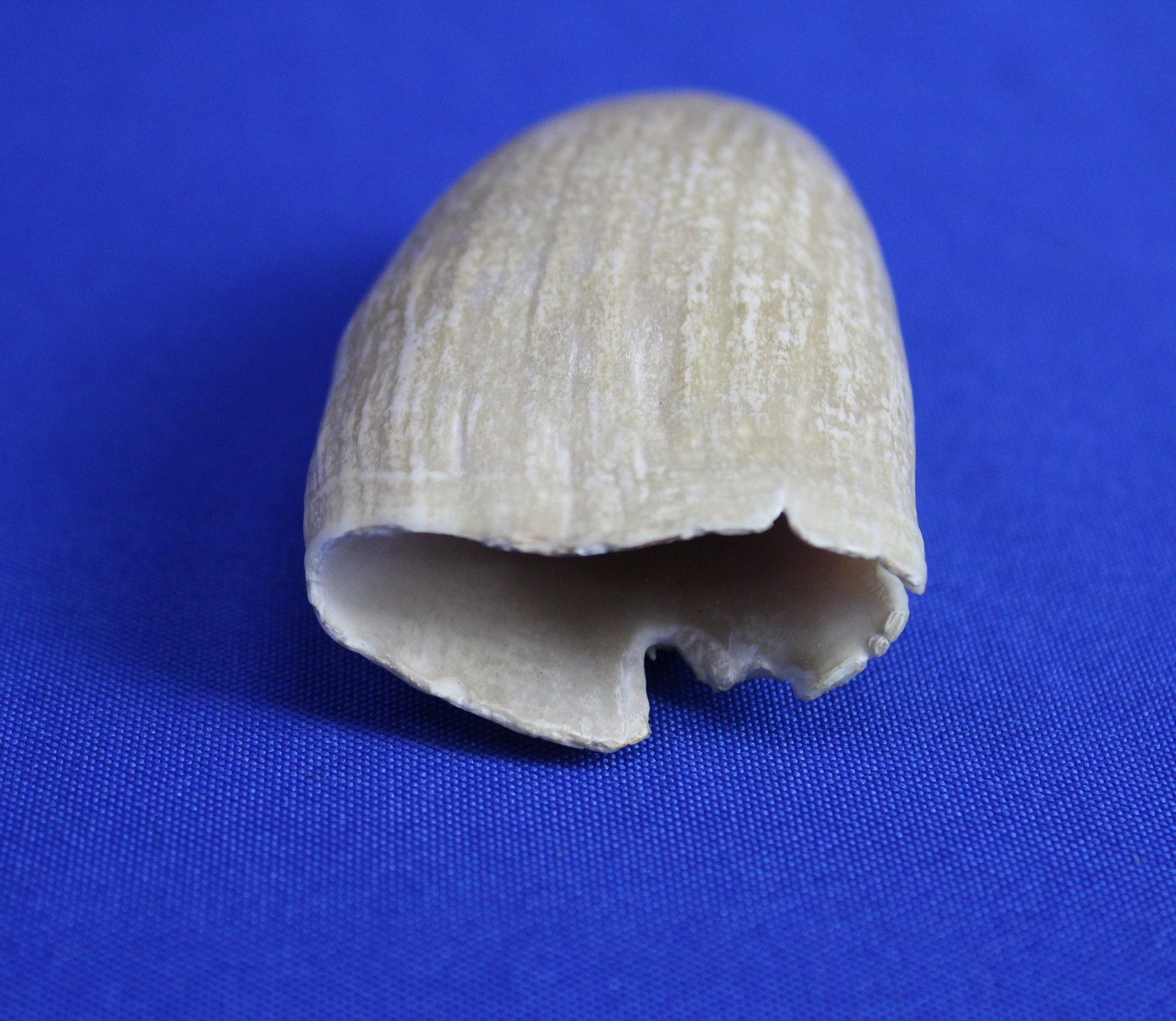 Two whale teeth - 7