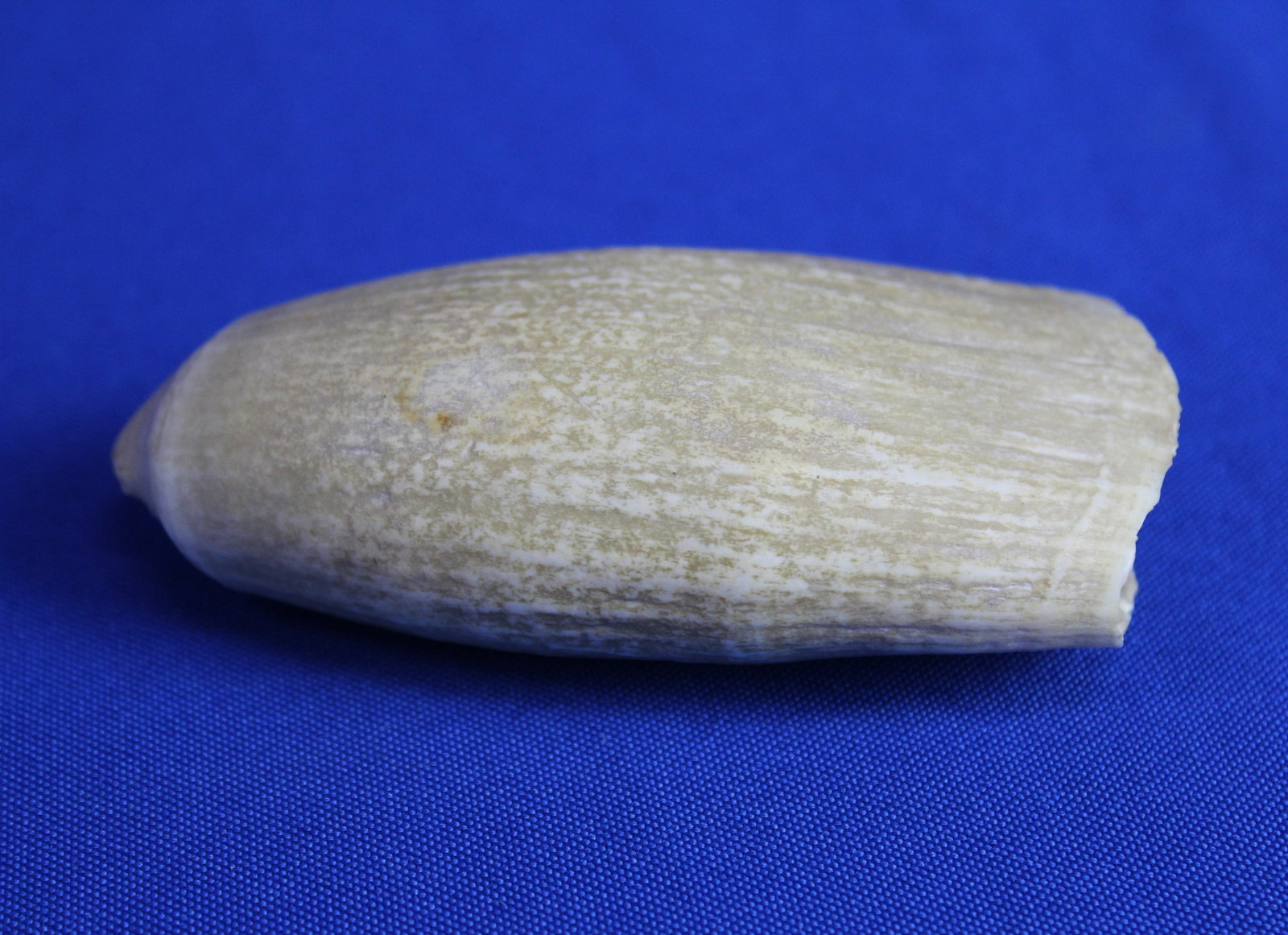 Two whale teeth - 8
