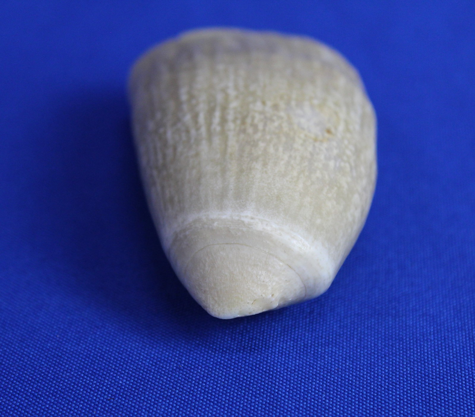 Two whale teeth - 9