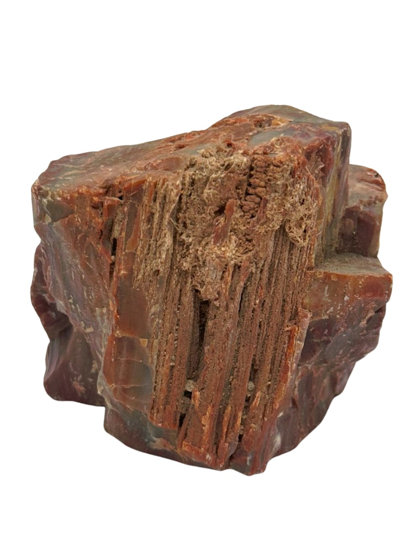 Natural Petrified Wood Display Specimen Rough Mineral (1 of 8)