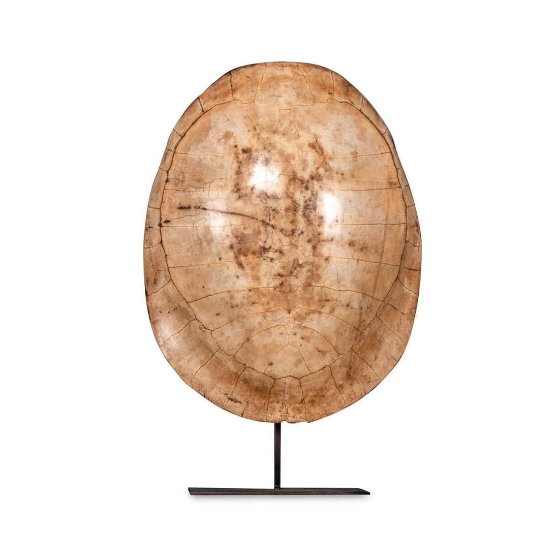 ANTIQUE 19thC "BLONDE" TURTLE SHELL ON A LAMP MOUNTED STAND: A stunning late 19th Century “blond” turtle shell. These turtle shells were South American river turtles and would be captured to take on board the merchant ships of the 19th century. The