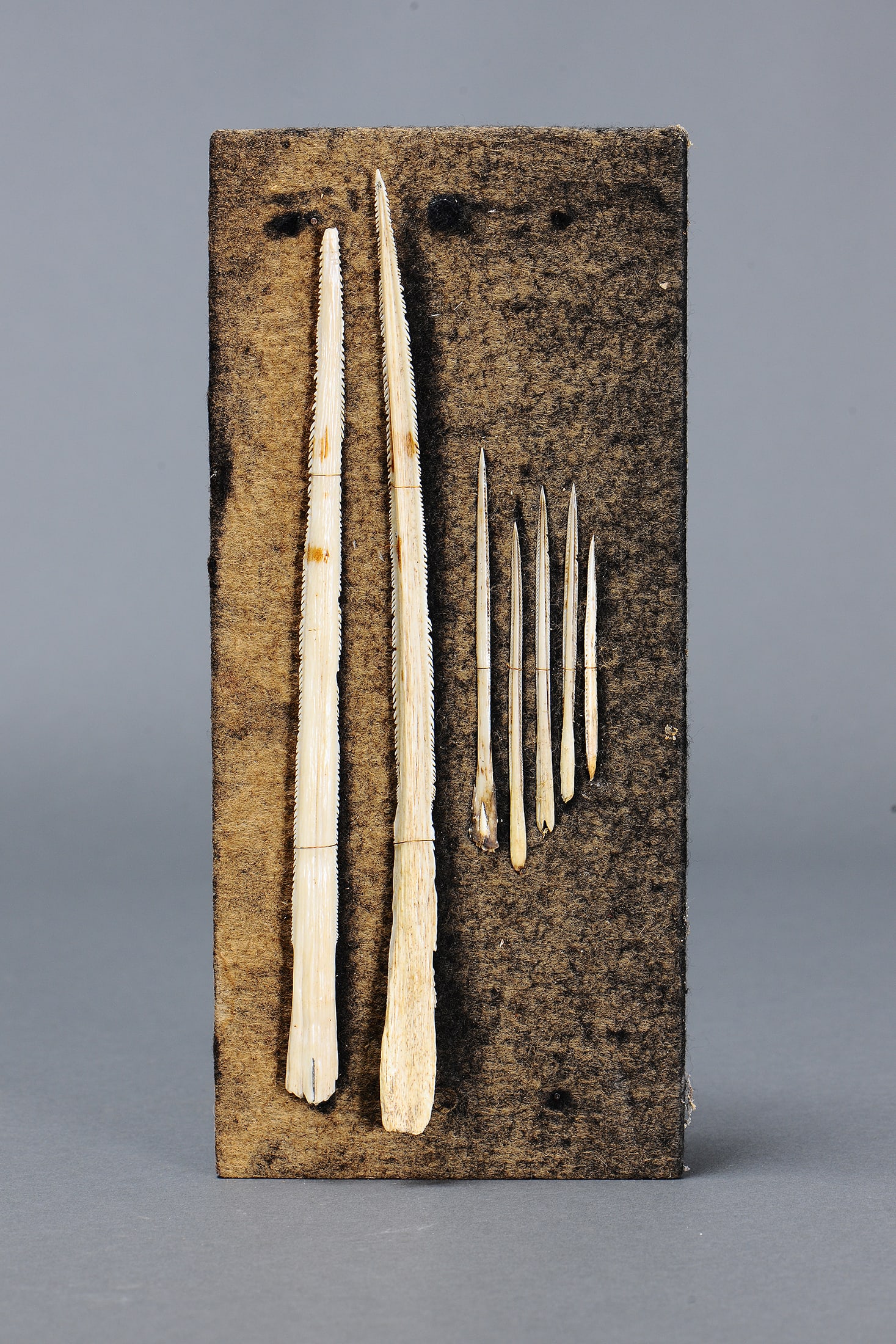 A COLLECTION OF SEVEN EARLY STINGRAY BARB SPEAR TIPS, NORTH QUEENSLAND: A Collection of Seven early Stingray Barb Spear Tips, North Queensland. Stringray barbs. Size Approx Lengths 7.5cm to 29cm. Medium Indigenous Artifacts Provenance Gumbuyah Park Museum. Private Col