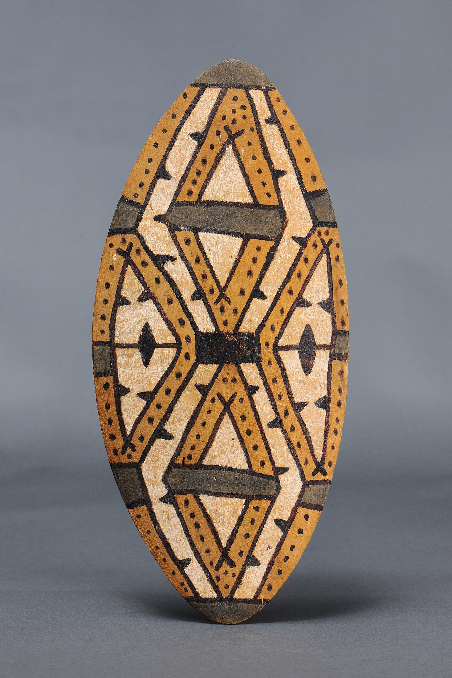 RAINFOREST SHIELD, NORTH EAST QUEENSLAND, AUSTRALIA (1 of 2)