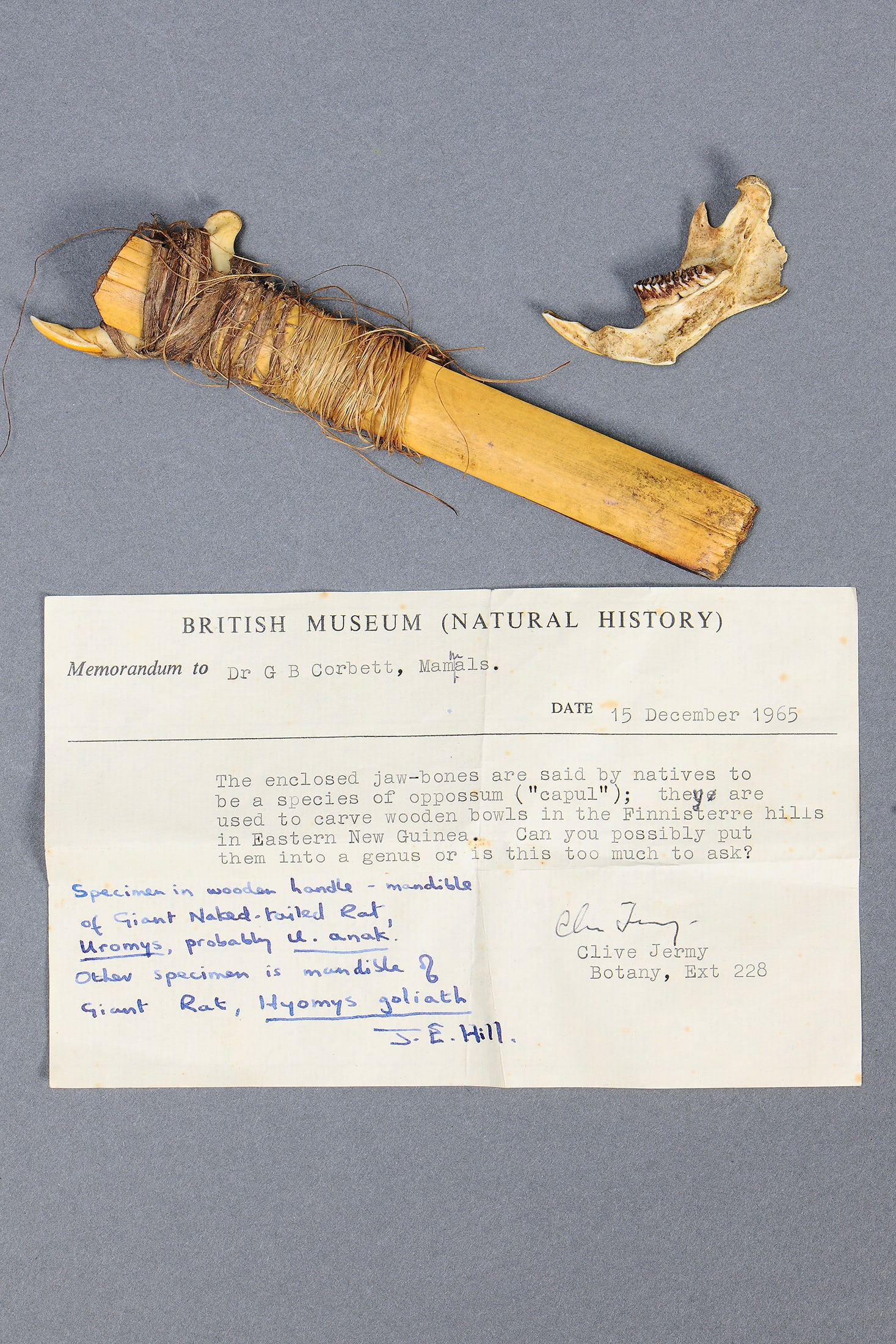 RARE EARLY PAIR OF RAT JAW-BONE IMPLEMENTS, EASTERN PAPUA NEW GUINEA (2 ITEMS): Rare early Pair of Rat Jaw-Bone Implements, Eastern Papua New Guinea. Jaw-bone and bamboo tied with natural fibre. Comes with Original British Museum Document, dated 15 December 1965. Ex Dr G B Corbet