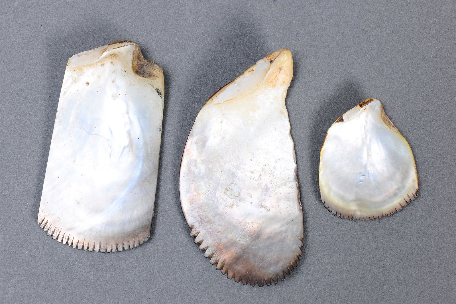 THREE EARLY MICRONESIA SHELL GRATERS, YAP ISLANDS, CAROLINE ISLANDS (3 ITEMS): Three early Shell Coconut Graters, Yap Islands & Caroline Islands. Carved and engraved shell. Size Approx Lengths 10cm, 11cm, 5.5cm. Provenance Private collection, Queensland Literature The lot