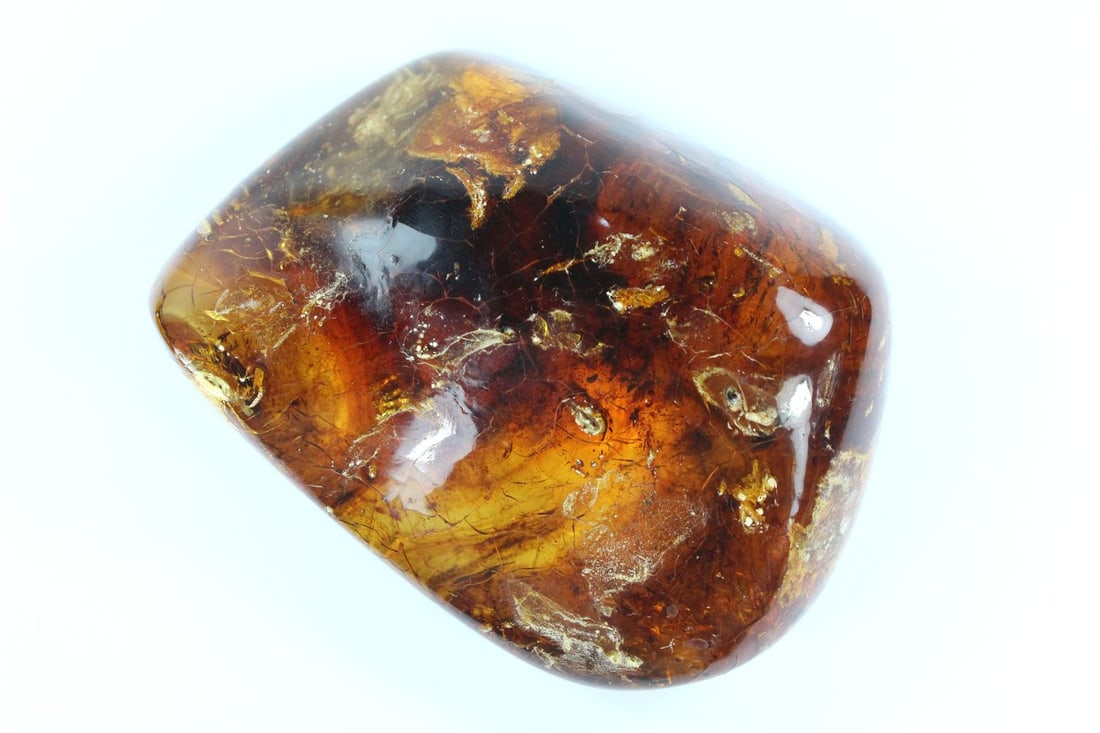 Large Baltic Amber Specimen with a fully formed entombed Cricket & small Scallop Shell evident: Polished Size Weight 269gms : 11.5x10.5cms Medium Natural History, Fossils & Minerals