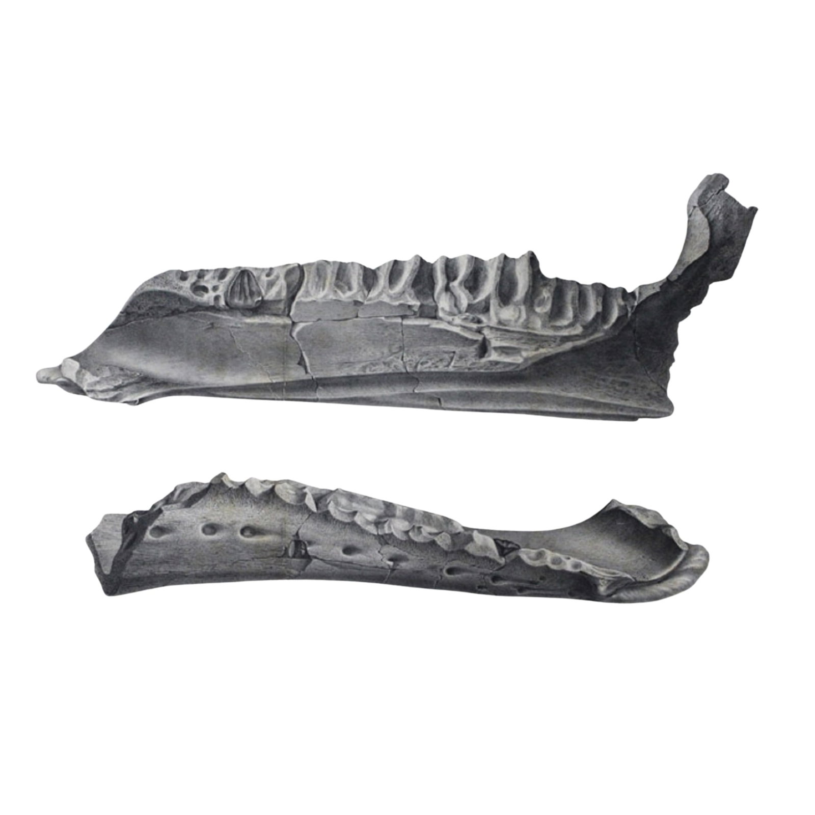 Scientific Paper - On the structure of the Maxillary and Dental Organs of the Iguanodon, London 1848 (1 of 2)