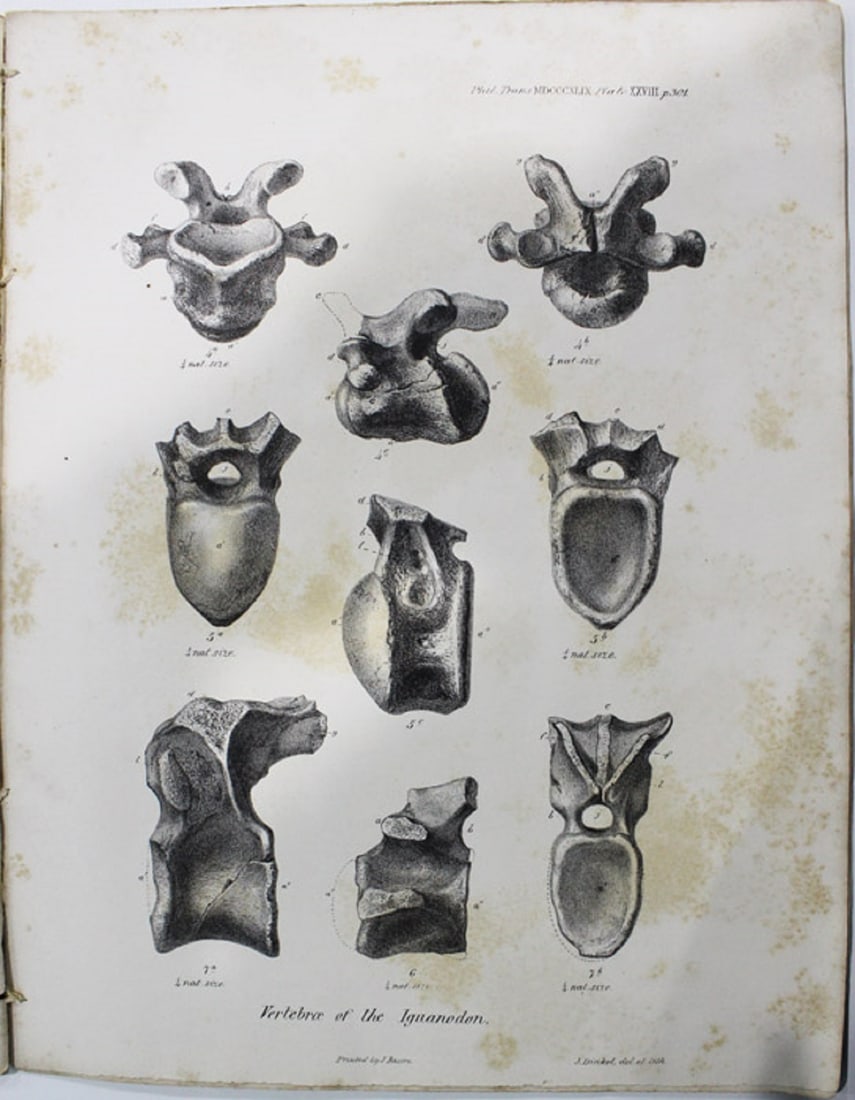 Scientific Paper - Observations on the Osteology of the Iguanodon and Hylaeosaurus, London 1849 - 3
