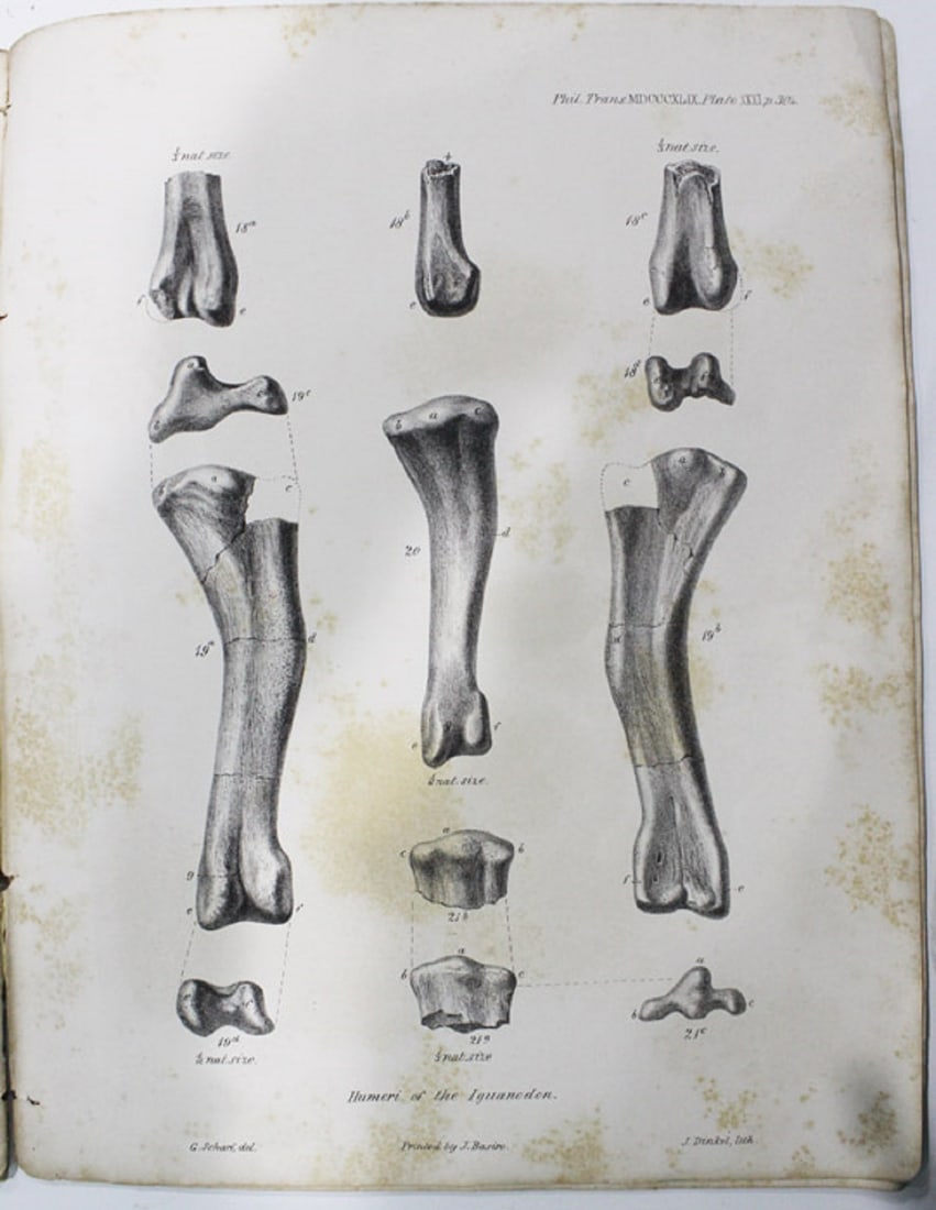 Scientific Paper - Observations on the Osteology of the Iguanodon and Hylaeosaurus, London 1849 - 4