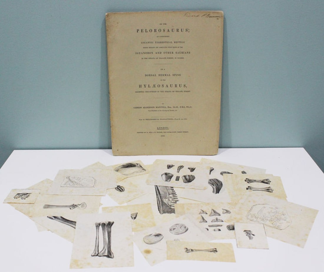 Scientific Paper - On the Pelorosaurus an undescribed Gigantic Terrestrial Reptile - 2