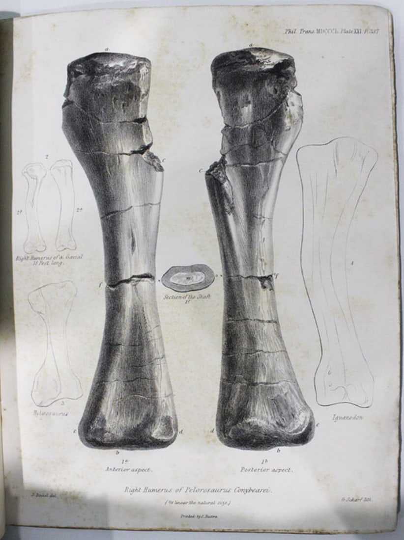 Scientific Paper - On the Pelorosaurus an undescribed Gigantic Terrestrial Reptile - 4