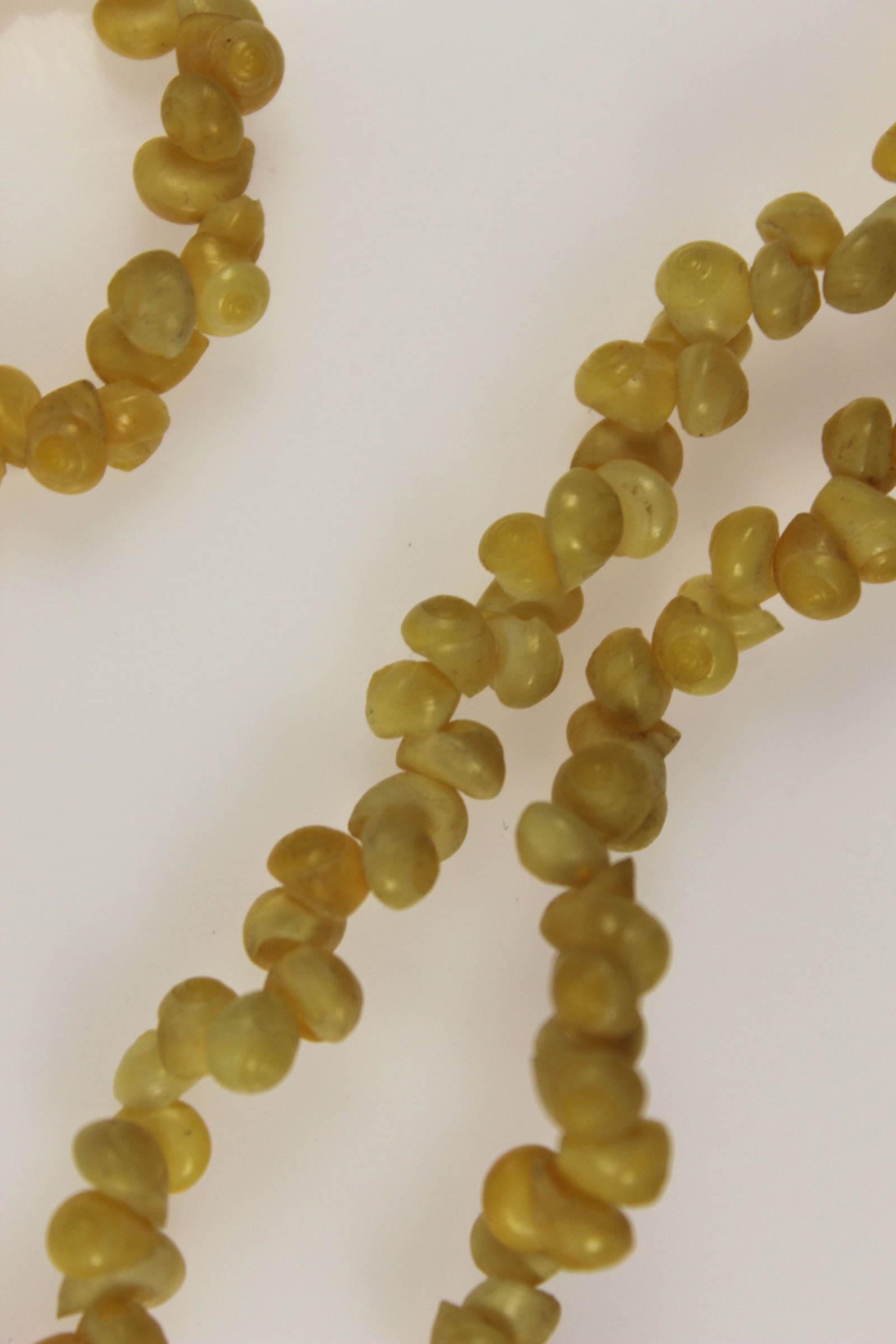 Aboriginal Shell Necklace - 2