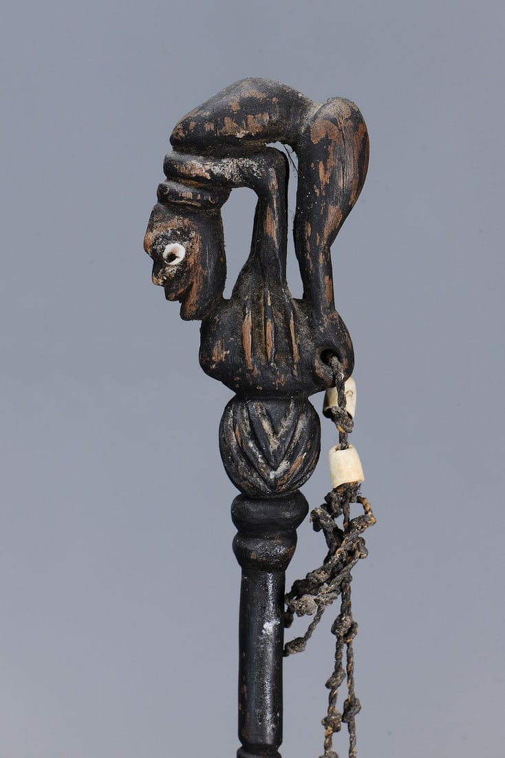 RARE EARLY LIME SPATULA, YUAT RIVER, PAPUA NEW GUINEA - 3