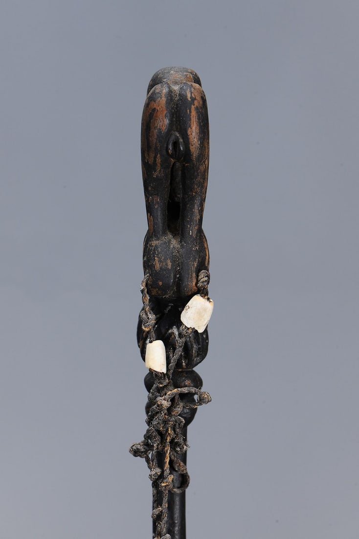 RARE EARLY LIME SPATULA, YUAT RIVER, PAPUA NEW GUINEA - 4