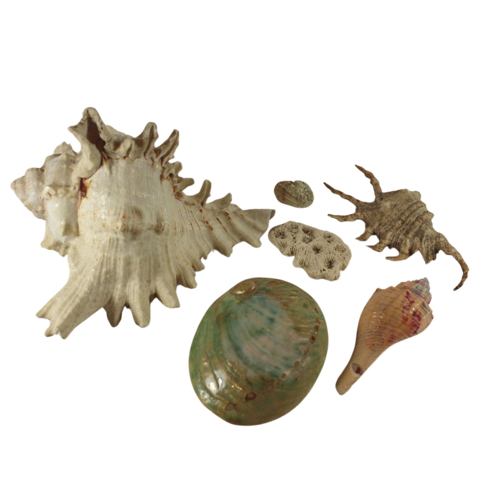 Collection of South Seas Shells (10 different) (1 of 1)