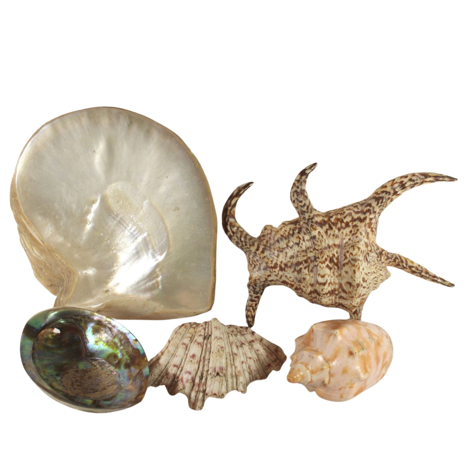 Collection of South Seas Shells (10 different) (1 of 1)