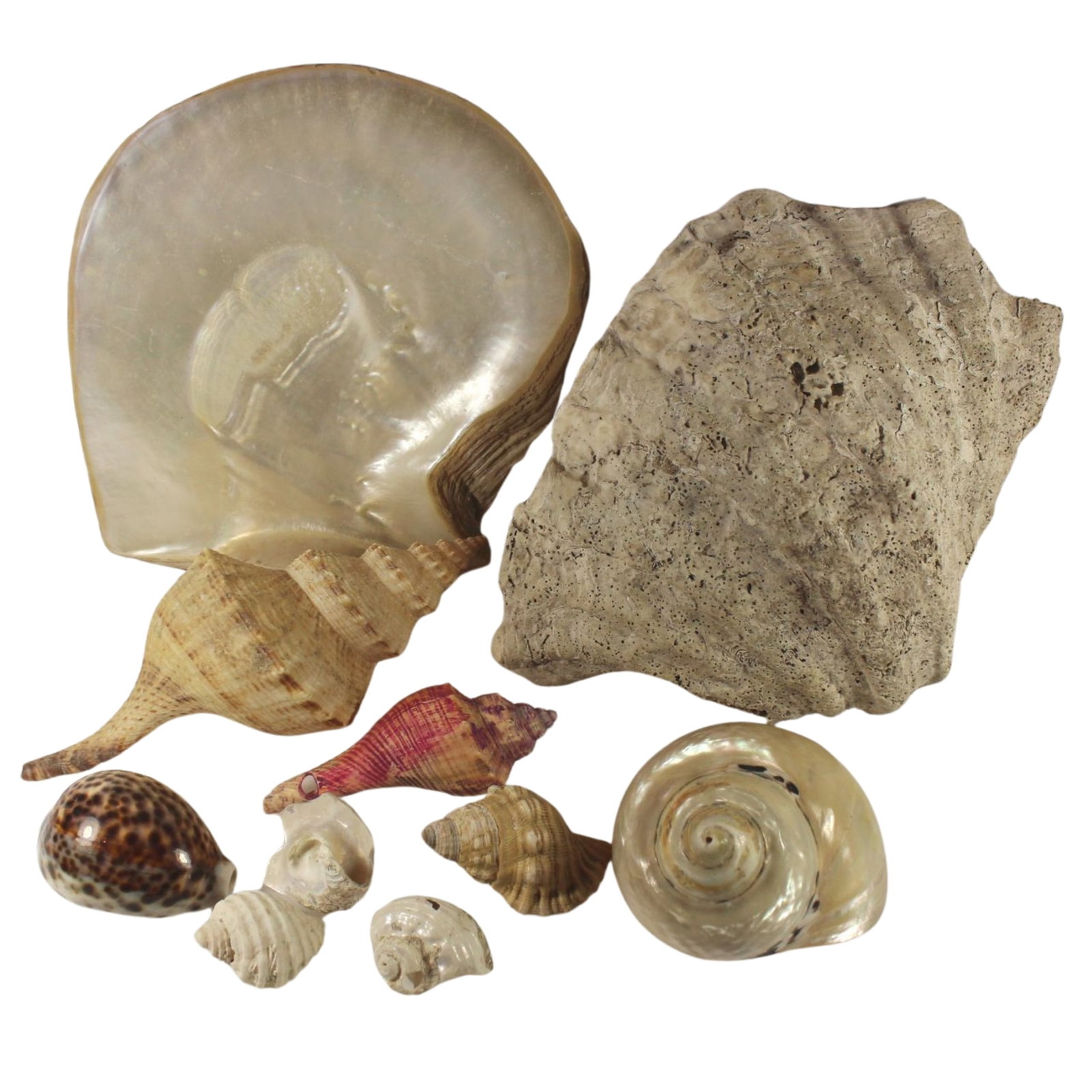 Collection of South Seas Shells (10 different) (1 of 1)