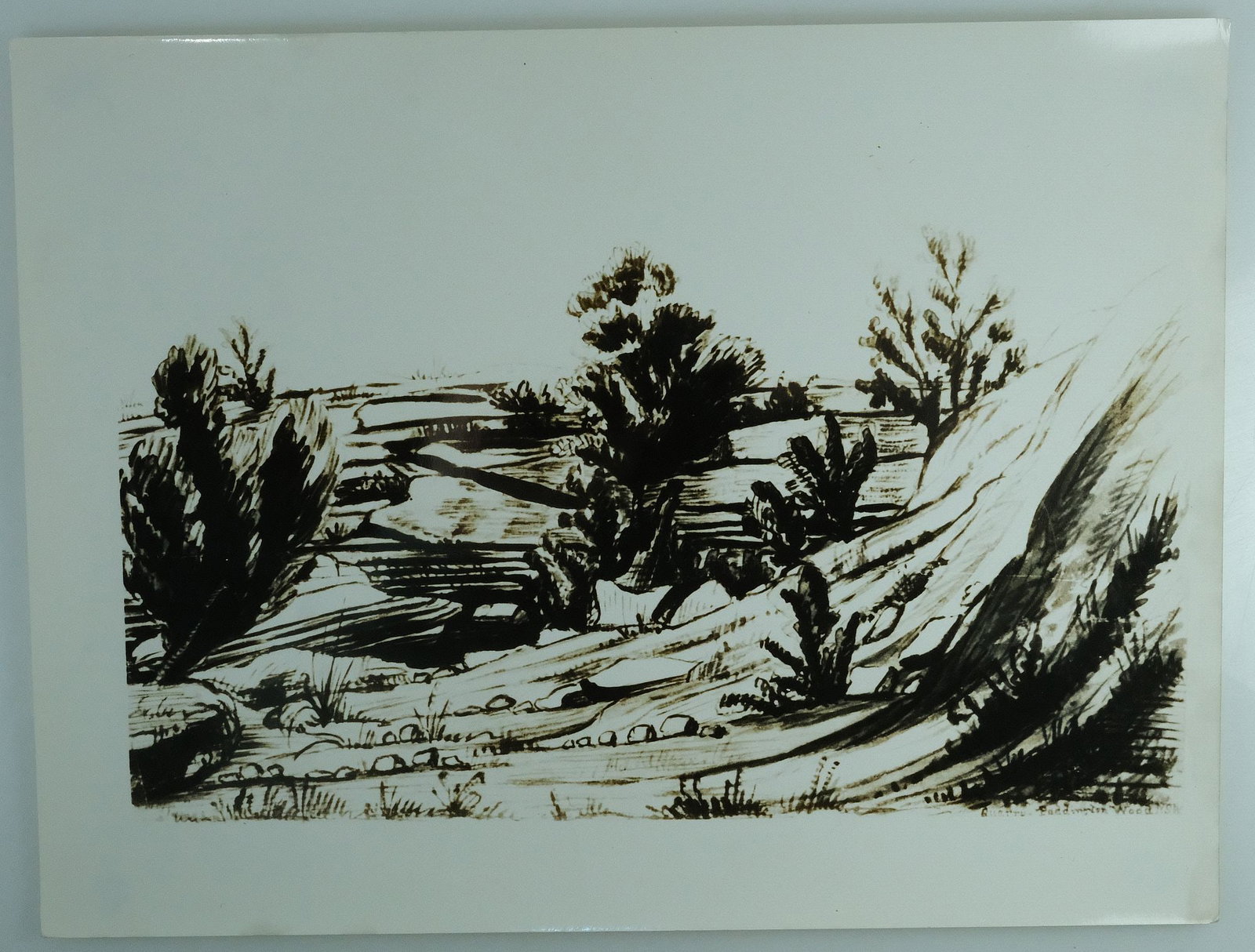 Early Photographs of Paddington, Sydney (8) - 4