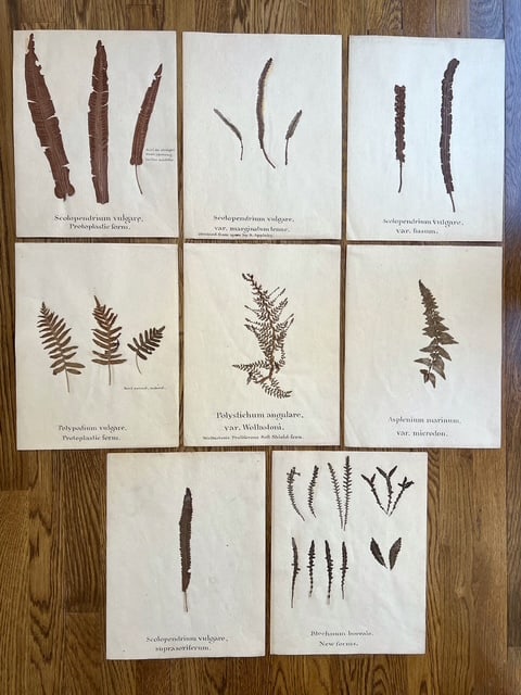 Set of 6 19th Century Pressed Botanicals with Beautiful Handwriting (1 of 9)