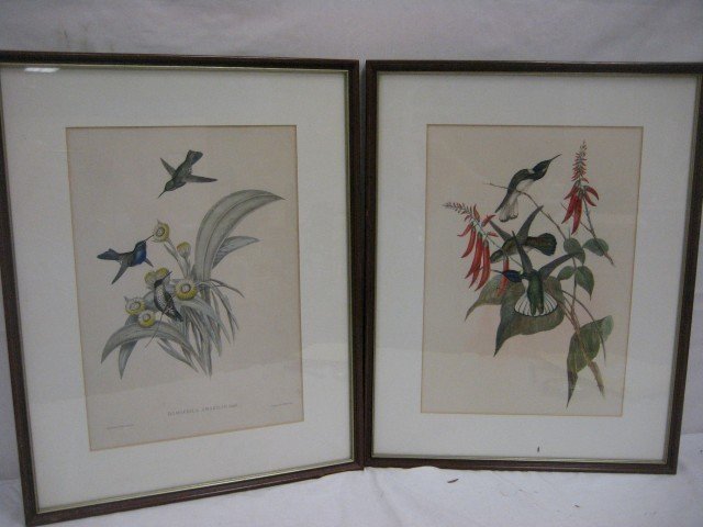 Gould Damophila Amabilis, Gould/Richter, lith, Ha: Gould Damophila Amabilis, Gould/Richter, lith, Hallmandel & Walton, Imp., app. 11 7/8 X 16 7/8", with unmarked print app. 12" X 17" in frame.