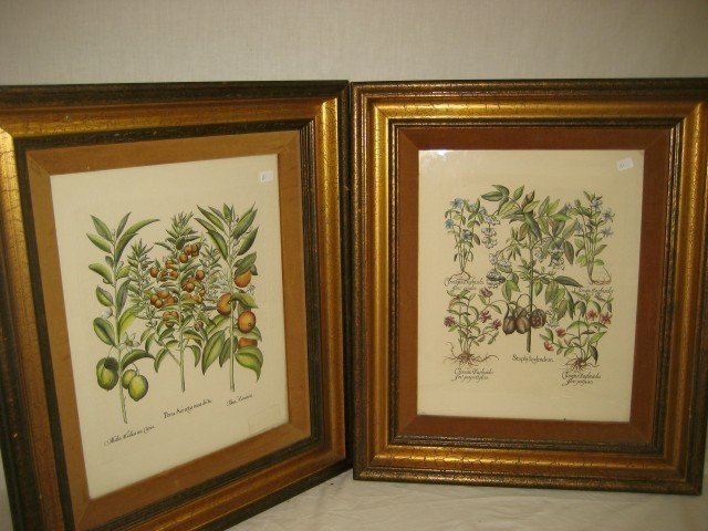 Botanical prints framed for Kentucky Fried Chicken: Botanical prints framed for Kentucky Fried Chicken with back tag from H.S. Los Angeles, Style No. P-246, Artist : Bessler, metal tag KFC00002651 and 2650: Mala Medica seu Citria, Poma Aurantia nana di