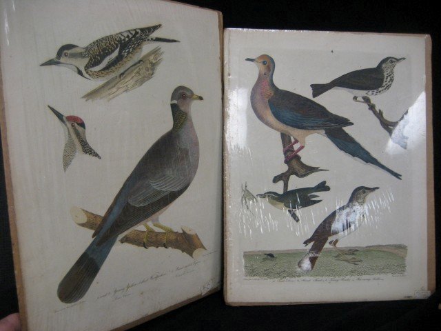 Hand colored engravings: Titian R. Poole drawing : Hand colored engravings: Titian R. Poole drawing of Young Yellow-bellied Woodpecker & Band-tailed Pigeon, engraved by Alexander Lawson; Alexander Wilson drawing of Turtle Dove, Hermit, Thrush, Tawney 