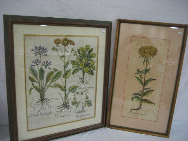Botanical prints: Primula Veris Gemino floro, Dor: Botanical prints: Primula Veris Gemino floro, Doronicum, Primula Veris floro plens, Garisphyllata montana, with folding at center and some staining; Flos Constantinopolitanus, with discoloration.
