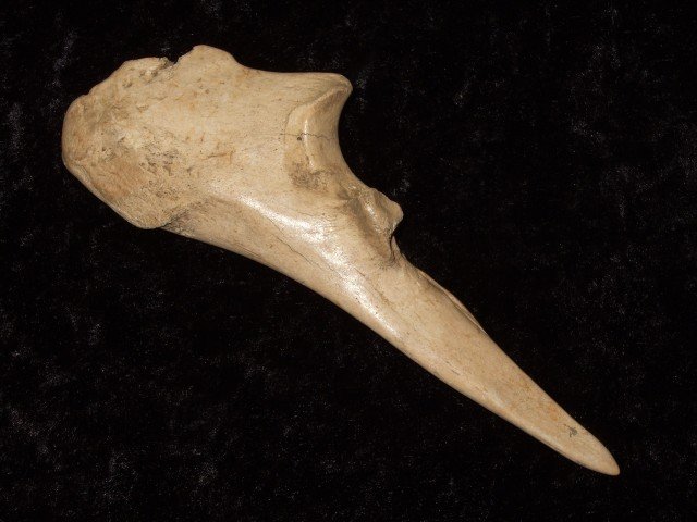 Very fine 5 5/16" polished bone dagger found at th: Very fine 5 5/16" polished bone dagger found at the Fox Field site in Mason Co., KY by R. Walker on March 14, 1992
