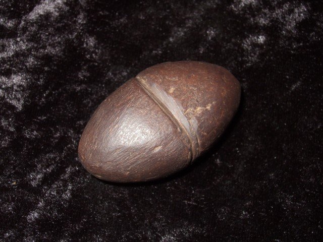 Very fine 1 3/4" grooved Hematite plummet, Mason C: Very fine 1 3/4" grooved Hematite plummet, Mason Co., KY