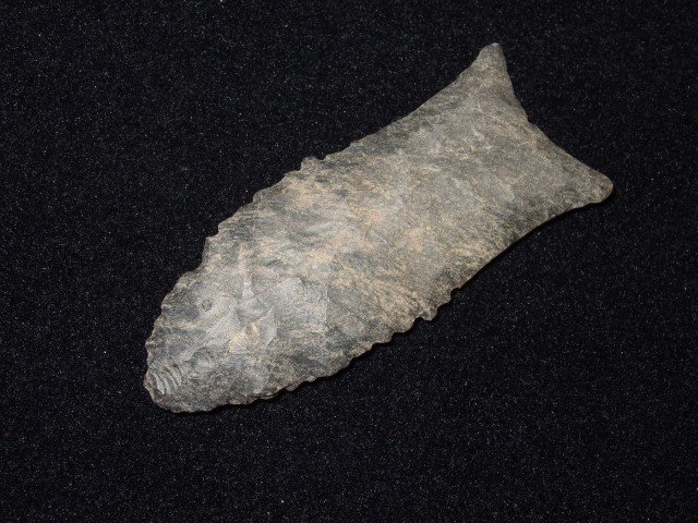 Fine 2 1/2" Dover flint Quad Paleo: Fine 2 1/2" Dover flint Quad Paleo