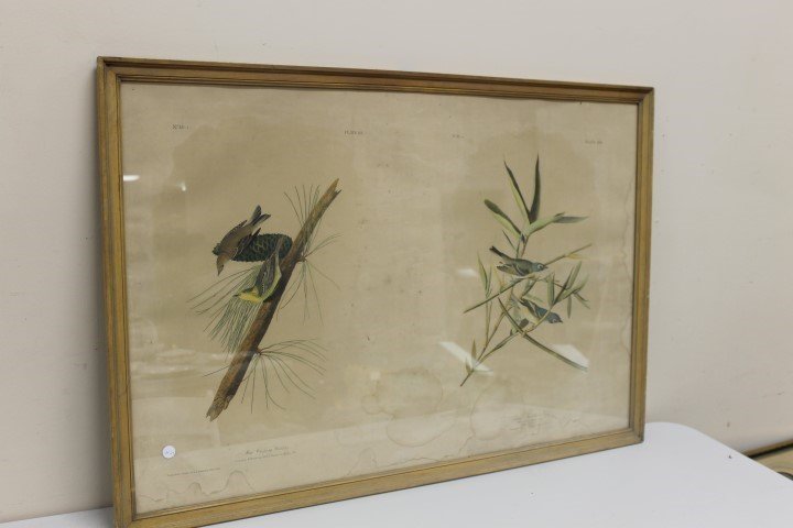 J.J. Audubon R. Havel colored aquatint engraving after: J.J. Audubon R. Havel colored aquatint engraving after the drawing by J.J. Audubon. From the First Edition, Elephant folio of Audubon's "Bird's of America", with Kennedy & Co. Rare Prints 785 5th Ave.