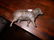 11" cast iron nutcracker dog and 5" lamb bank - 3