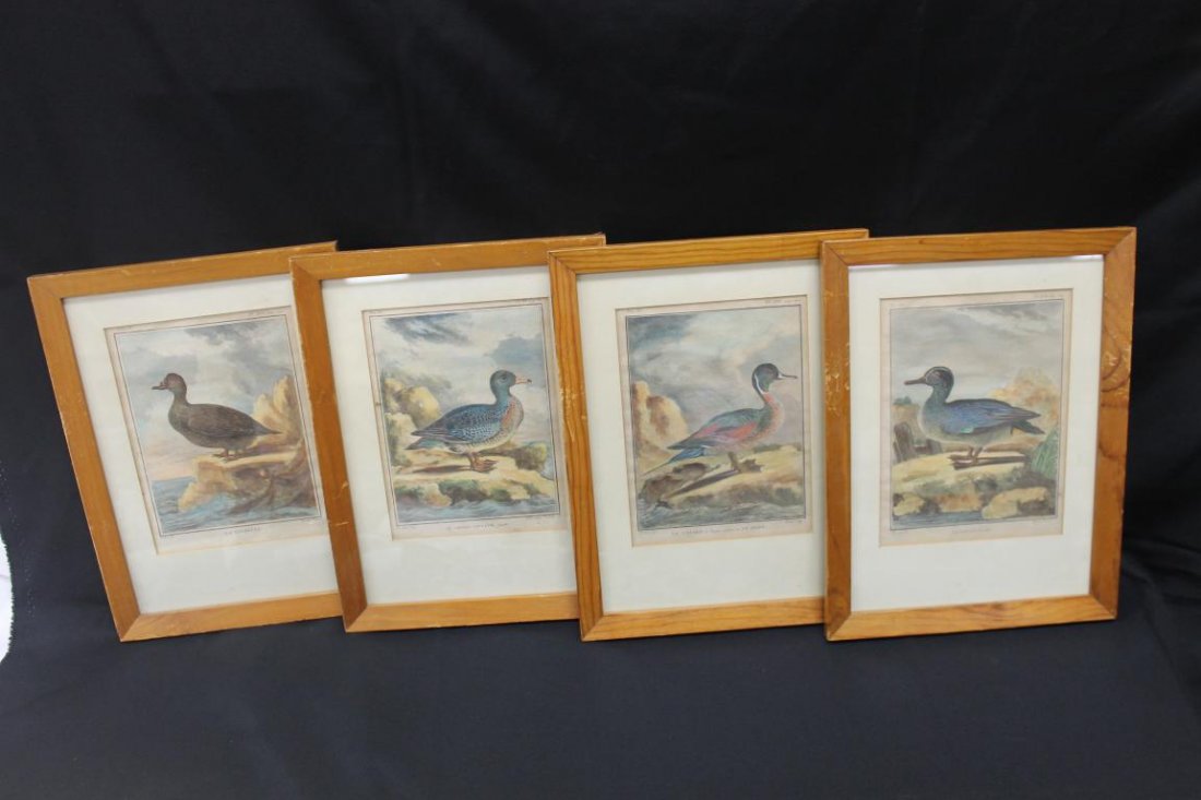 (4) early framed duck prints in pine frames, image is: (4) early framed duck prints in pine frames, image is app. 6 1/2" X 8 5/8". Each marked Tom. IX upper left corner; De seve del; La Sarcelle, male, C. Baron Scuop. Pl. XVII Pag. 264; Le Canard a Longue