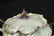 Red mark RS Prussia satin finish footed biscuit jar - 2